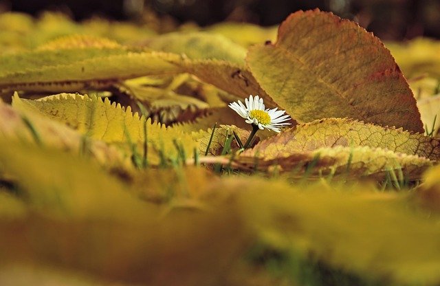 Paysage d'automne dans les vignobles