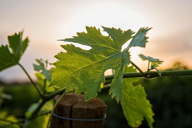 Weinregionen der Schweiz im Herbst