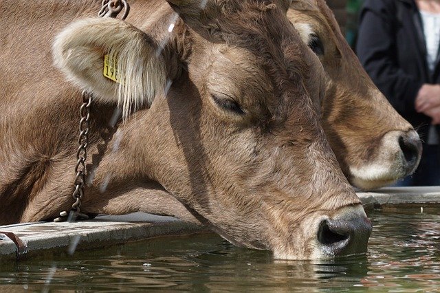 Swiss farm experience during Federal Day of Thanksgiving