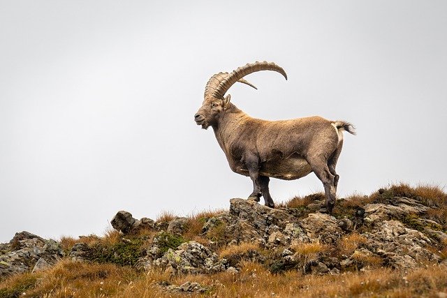 slow food svizzera