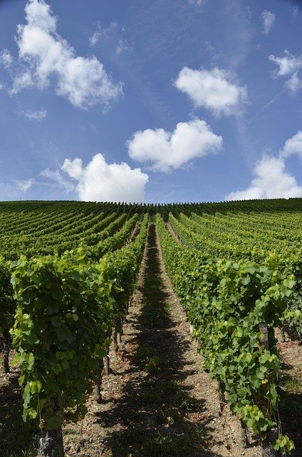 Walliser Weinberge