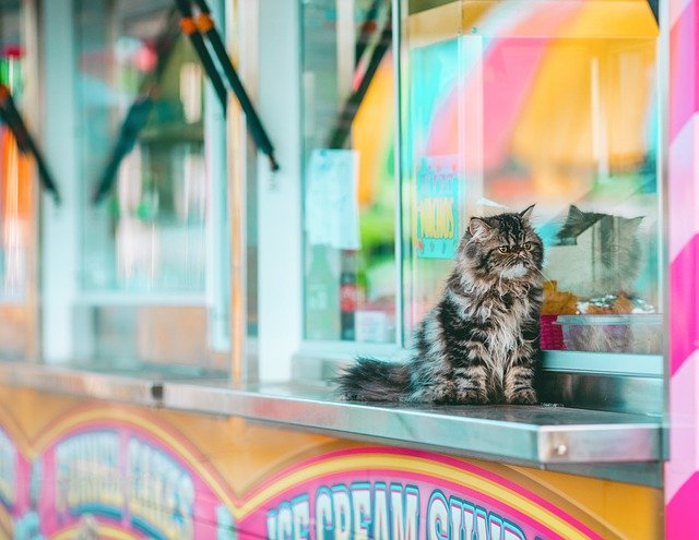 food-courts-city-festivals.jpg