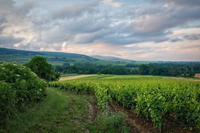 vineyard-celebration
