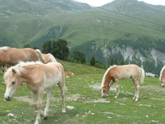 À la découverte des alpages suisses en juillet : une immersion dans la tradition pastorale