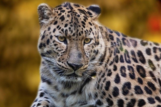 Faune du Jura Vaudois