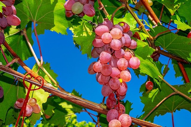Herbstliche Weinwanderung