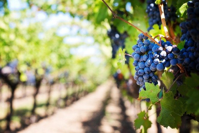 Vignobles du Valais