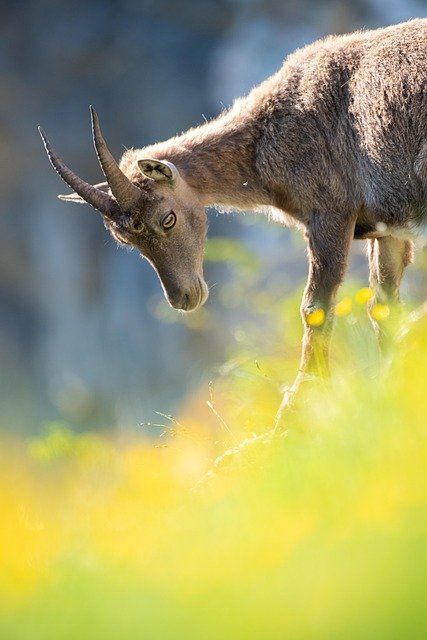 alpine-fauna.jpg