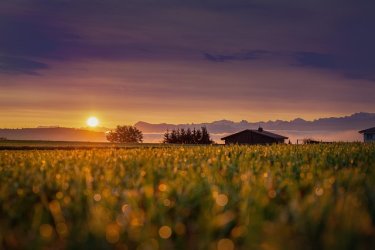 The Origins of Swiss Désalpe Festivals and Alpine Markets