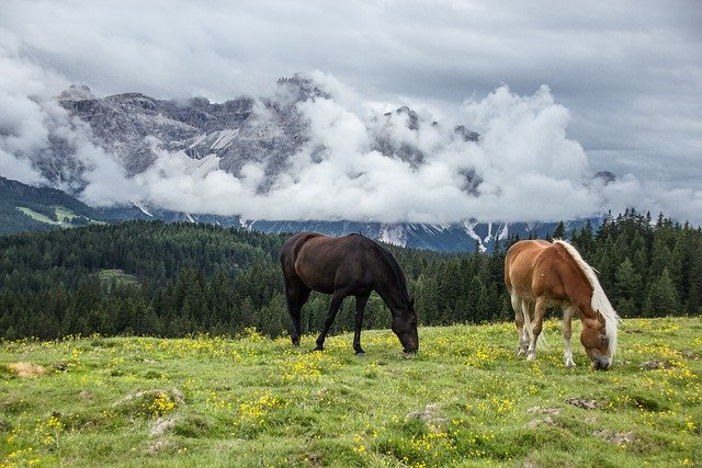 Paesaggio alpino durante la discesa dei greggi