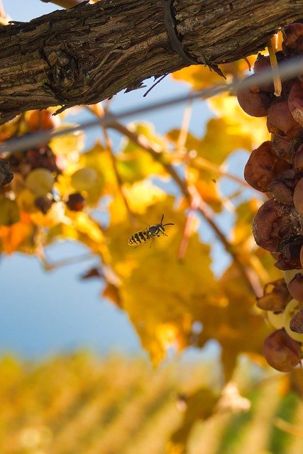 Lavaux Weinberge